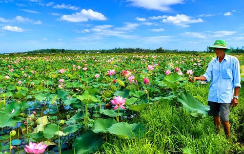 Ông Trần Văn Ninh bên cánh đồng sen đang phát triển tốt. Ảnh: Chí Đại.