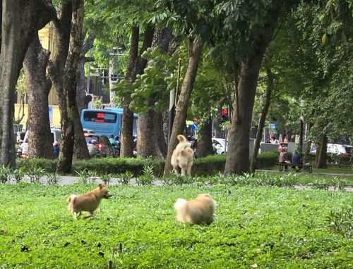Chó thả rông trong công viên khiến nhiều người e ngại