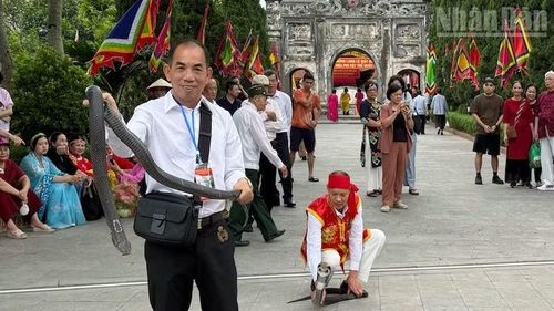 Ông Nguyễn Anh Tuấn, Giám đốc Hợp tác xã Làng nghề Lệ Mật (áo trắng) gây ấn tượng với màn thuần hóa rắn hổ mang, loài rắn quý hiếm và cực độc.