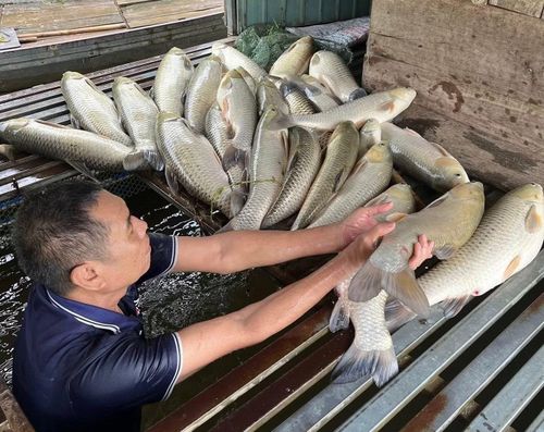 Cơ quan chuyên môn nhận định ban đầu vụ việc do chất lượng môi trường nước không đảm bảo.