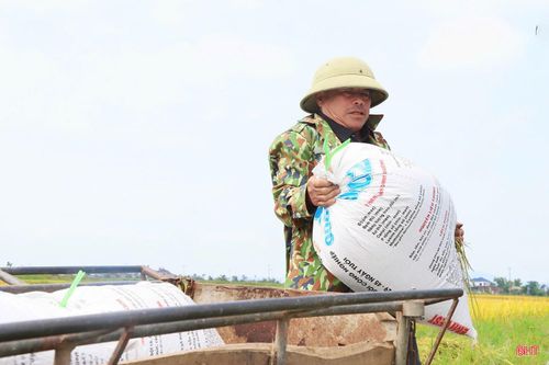  Nhanh tay đưa các bao lúa lên xe đẩy để chở về nhà, ông Lê Quang Tính (thôn Tân Phúc, xã Thạch Khê) cho biết: “Gia đình gieo cấy 5 sào lúa, cơ bản bị ngã đổ hết do dông lốc nên phải nhanh chóng thu hoạch nhằm hạn chế thiệt hại”. 