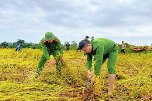 Công an xã Đức Quang cũng đang huy động 100% cán bộ, chiến sỹ để hỗ trợ các gia đình neo đơn, có hoàn cảnh khó khăn thu hoạch diện tích lúa xuân bị ngã đổ hoàn toàn.