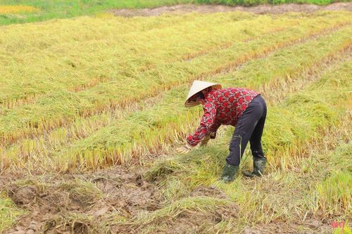 Song song với việc tập trung thu hoạch vụ xuân, bà con nông dân cũng tranh thủ dọn dẹp rơm rạ trên đồng ruộng để chuẩn bị làm đất gieo cấy vụ hè thu.