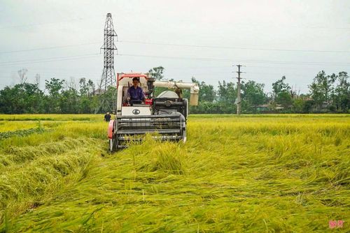 Do ảnh hưởng của mưa to kèm gió mạnh vào chiều tối ngày 3/5 nên hơn 400 ha lúa vụ xuân trên địa bàn phường Bắc Hồng Lĩnh bị đổ ngã.