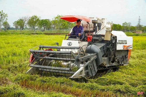 Tranh thủ thời tiết, bà con nông dân đã nhanh chóng thu hoạch theo phương châm “xanh nhà hơn già đồng”, ưu tiên các diện tích trũng thấp, lúa bị đổ ngã nhiều nhằm hạn chế thất thoát.