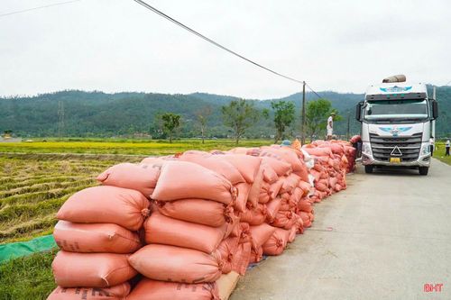 Lúa tươi được thương lái tập trung thu mua tại các điểm tập kết.