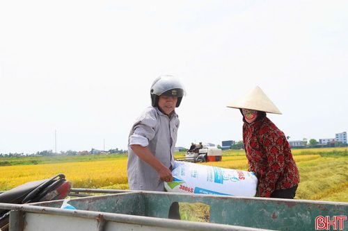 Tại thôn Bắc Dinh, xã Đồng Tiến, ông Phan Công Lập cũng tập trung nhân lực thu hoạch gọn 4 sào lúa của gia đình. Ông Lập cho biết: “Thu hoạch sớm để còn có thời gian tiến hành phơi lúa cho khô và làm đất gieo cấy vụ hè thu. Mùa này thời vụ rất sát nên phải xoay xở nhanh mới kịp được”.