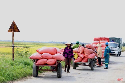 Đến thời điểm hiện tại, nhờ sự chủ động cao, toàn xã đã thu hoạch được trên 45% diện tích và đang phấn đấu hoàn thành trong những ngày tới.