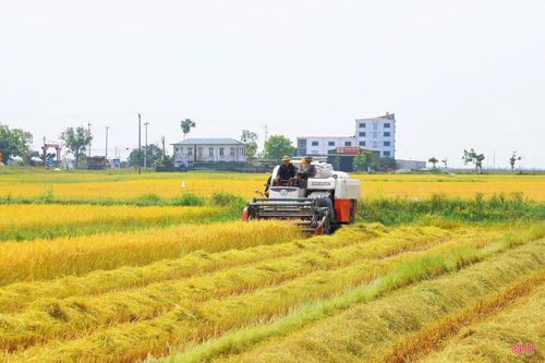  Ông Lê Đình Khánh - Phó Trưởng phòng Kinh tế, UBND xã Đồng Tiến cho biết: “Xã đã thông báo, chủ động kết nối với 25 chủ máy gặt trên địa bàn nhằm ổn định giá theo mặt bằng chung; đồng thời liên kết với thương lái, doanh nghiệp để đẩy mạnh thu mua lúa tươi, góp phần ổn định đầu ra cho bà con nông dân. Trước mắt, đã có doanh nghiệp vào thu mua gần 60 tấn lúa tại vùng sản xuất tập trung của xã”. 