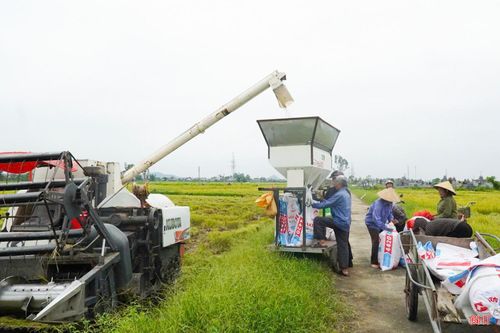 Các tổ dân phố đã chủ động kết nối với các chủ máy gặt để ổn định giá theo mặt bằng chung.