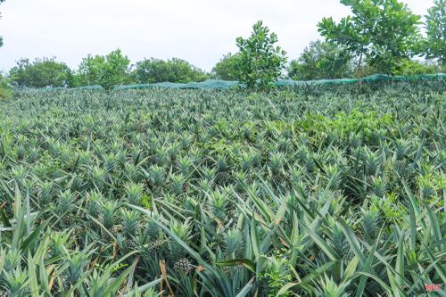 Tháng 11/2024, sau chuyến tham quan, học hỏi các mô hình trồng dứa tại xã Quỳnh Thắng (tỉnh Nghệ An) do địa phương tổ chức, ông Lê Sỹ Đang (thôn Long Thủy, xã Kim Hoa) đã mạnh dạn lựa chọn dòng dứa Queen để trồng trên 1 ha đất đồi của gia đình.