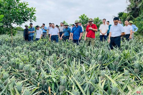 Thời gian qua, nhiều đoàn khách đã đến tham quan, học hỏi kinh nghiệm mô hình trồng dứa của ông Lê Sỹ Đang. Mô hình được nhiều người quan tâm bởi sự đầu tư bài bản và mở ra hướng phát triển kinh tế mới cho người dân các địa phương lân cận.
