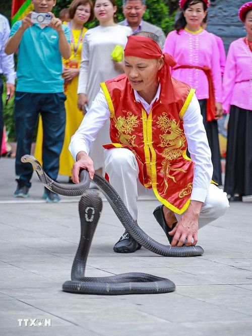 Biểu diễn rắn sống tại Lễ hội. (Ảnh: Khánh Hòa/TTXVN)