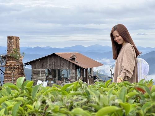 Du khách trải nghiệm tại Đồi chè Cầu Đất (phường Xuân Trường - Đà Lạt, tỉnh Lâm Đồng). Ảnh: TTXVN phát
