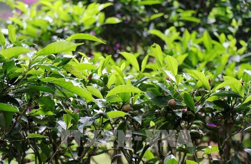 Những búp chè ô long tại đồi chè Cầu Đất (phường Xuân Trường - Đà Lạt, tỉnh Lâm Đồng). Ảnh: Nguyễn Thành – TTXVN