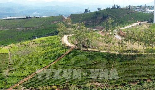 Đồi chè Cầu Đất tại phường Xuân Trường - Đà Lạt (Lâm Đồng). Ảnh: Nguyễn Thành – TTXVN