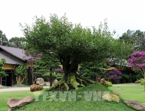 Cây chè cổ thụ trong khuôn viên của Bảo tàng Trà Long Đỉnh (phường Xuân Trường - Đà Lạt, tỉnh Lâm Đồng). Ảnh: Nguyễn Thành – TTXVN