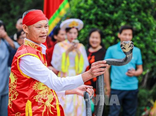 Biểu diễn rắn sống tại Lễ hội. Ảnh: Khánh Hòa - TTXVN 