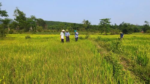 Hạn hán xảy ra ngay giai đoạn lúa ở Tuyên Lâm đang trổ đòng - Ảnh: N.M.P