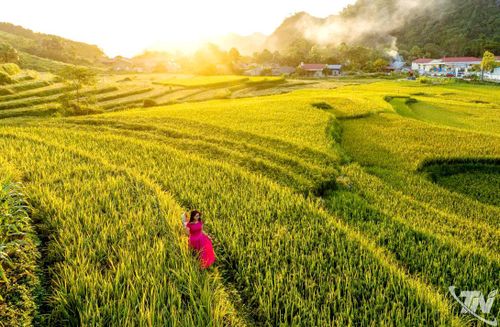 Ruộng lúa bậc thang ở Bản Tèn, xã Văn Lăng.