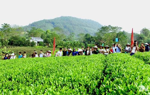 Trong hành trình đến với Thái Nguyên, du lịch gắn với trải nghiệm văn hóa trà là điểm nhấn đáng chú ý. Với truyền thống sản xuất chè có lịch sử hàng trăm năm, nhiều vùng chè trên địa bàn tỉnh đã và đang trở thành điểm du lịch hấp dẫn.