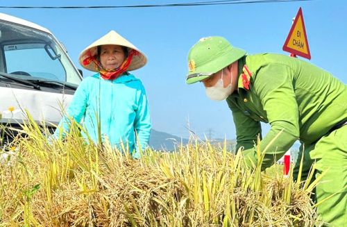 Còn tại xã Cẩm Lạc (Hà Tĩnh) các cán bộ, chiến sĩ thuộc Công an xã cũng đã được huy động để khẩn trương hỗ trợ bà con nhân dân thu hoạch lúa. Trung tá Bùi Xuân Hùng, Trưởng Công an xã Cẩm Lạc cho biết, sáng 6/5 Công an xã đã phối hợp MTTQ xã huy động 15/22 cán bộ chiến sĩ tham gia gặt lúa giúp 1 số hộ dân có hoàn cảnh đặc biệt, neo người tại thôn 3, xã Cẩm Lạc đây là những hộ có ruộng lúa nằm sâu, ngập nước.