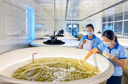 Thời gian tới, tỉnh tiếp tục tạo điều kiện để cán bộ tham gia các chương trình đào tạo tại Trường Thủy sản - Ðại học Cần Thơ để nâng cao năng lực nghiên cứu, quản lý. (Trong ảnh: Kỹ thuật viên Công ty Việt - Úc Bạc Liêu kiểm tra tảo phục vụ nuôi tôm ứng dụng công nghệ cao). Ảnh: HỮU THỌ