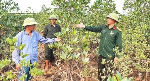 Cựu chiến binh thôn Thượng, xã Hải Lạng thường xuyên tổ chức tuần tra, theo dõi sát quá trình phát triển của cây.
