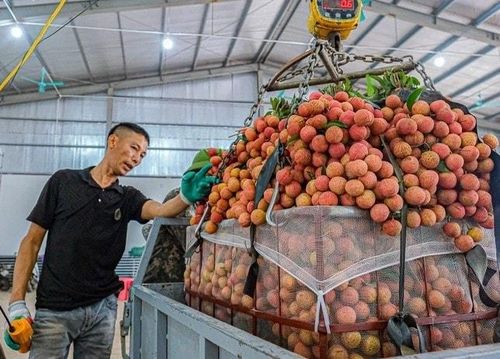 Niên vụ năm 2026, toàn tỉnh Bắc Ninh có 29.800 ha vải, sản lượng ước đạt khoảng 100.000 tấn (bằng hơn 50% so với năm 2025). Ảnh: Mai Toan