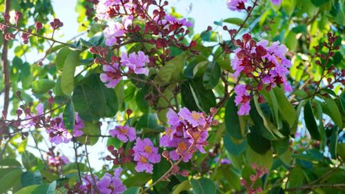 Màu tím của những cánh bằng lăng làm dịu đi cái nắng hè oi ả. Ảnh: Phạm Mạnh