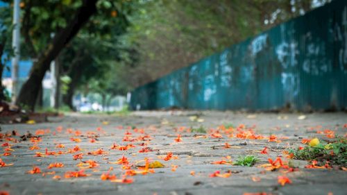 Những sắc hoa níu bước chân người qua. Ảnh: Phạm Mạnh