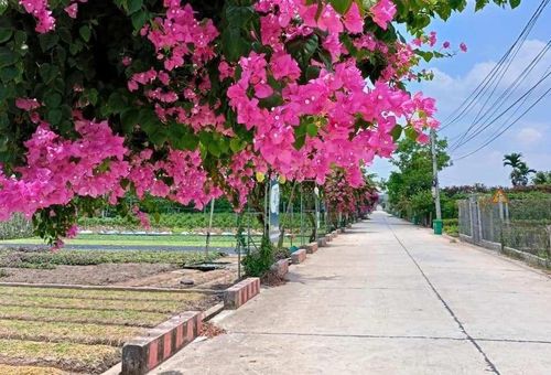 Không gian sinh hoạt tại Hồng Vân càng ngày được giữ gìn sạch, đẹp. Ảnh: CTV