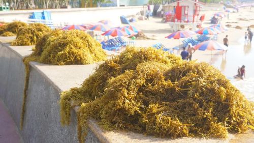  Rong theo sóng đánh dạt vào bờ thành từng lớp dày, có đoạn phủ kín cả mép nước. Loại rong này có màu xanh ngọc, thân nhỏ li ti như chùm nho non. 