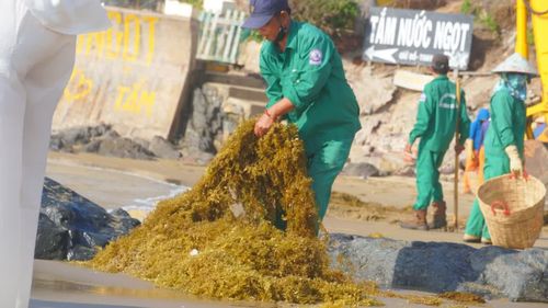  Để xử lý lượng rong khổng lồ này, công ty VESCO phải huy động hàng chục công nhân cùng nhiều phương tiện, máy móc chuyên dụng như xe cào, xe xúc, xe cẩu, xe tải… liên tục thu gom, vận chuyển về khu xử lý chất thải. 