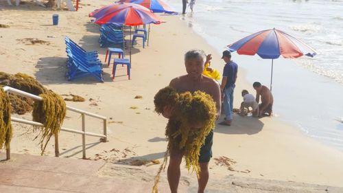  Từ sáng sớm đến chiều muộn, có khá nhiều người dân mang theo bao tải, rổ nhựa, xô chậu… đổ ra biển nhặt rong mang về. Theo một số người dân, loại rong biển này phơi khô có thể nấu nước giải nhiệt hoặc pha trà. 