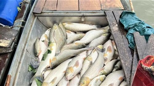 Các loại cá thiệt hại chủ yếu là cá trắm, cá ngạnh, cá leo sắp đến kỳ thu hoạch.