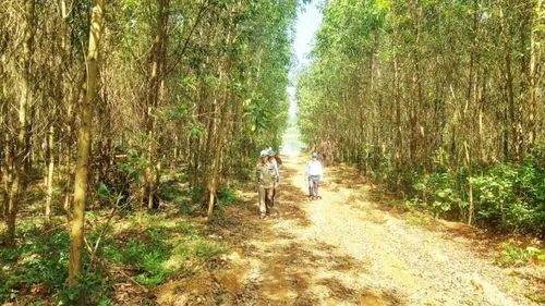 Ủy ban nhân dân tỉnh Quảng Trị yêu cầu các địa phương thực hiện các biện pháp lâm sinh để nâng cao chất lượng và duy trì ổn định độ che phủ rừng.