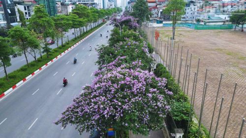 Theo ghi nhận của phóng viên, trên nhiều tuyến phố như Kim Mã, Văn Cao, Đào Tấn…, những hàng bằng lăng đang vào mùa nở rộ. Từng chùm hoa tím biếc buông dài, xen giữa tán lá xanh, phủ nhẹ lên không gian đô thị, tạo nên cảnh sắc hài hòa, thanh thoát.
