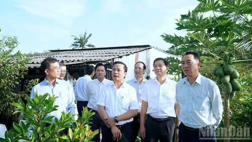 Phó Bí thư Tỉnh ủy, Chủ tịch Ủy ban nhân dân tỉnh Cà Mau Lữ Quang Ngời (bên phải) kiểm tra thực tế mô hình kinh tế hiệu quả trên địa bàn xã Nguyễn Phích, tỉnh Cà Mau.