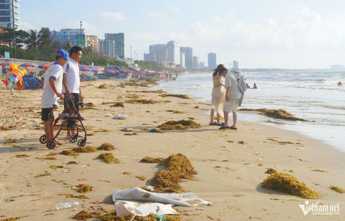 Rong biển dày đặc trên bãi cát. Ảnh: Q.H
