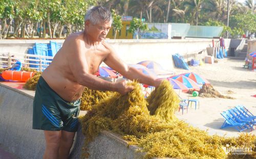 Người dân địa phương gom rong biển, sau đó mang lên bờ phơi nắng để dùng nấu nước uống. Ảnh: Q.H