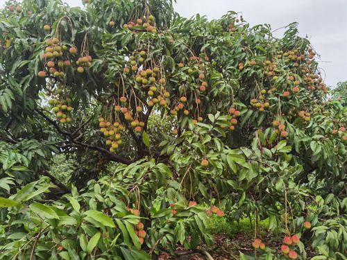 Dù sản lượng không lớn nhưng năm nay giá cả vải cao hơn mọi năm