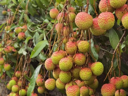 Vải chín sớm trở hành cây chủ lực phát triển kinh tế cho người dân Yên Tử