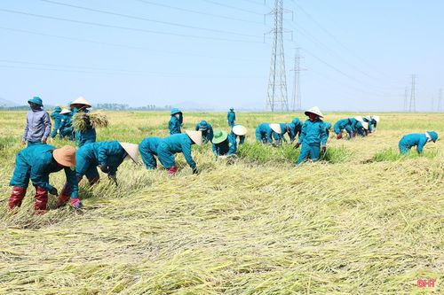 Không riêng xã Cẩm Bình, những ngày qua, xã Cẩm Lạc cũng huy động nhiều lực lượng tham gia hỗ trợ người dân thu hoạch lúa bị đổ ngã. Từ sáng sớm đến chiều muộn, cán bộ, đoàn viên thanh niên, dân quân tự vệ cùng bà con địa phương đã có mặt tại các cánh đồng để gặt và vận chuyển lúa cho các gia đình có hoàn cảnh khó khăn, neo đơn.