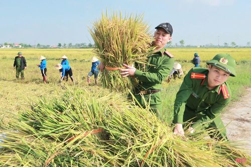 Để giúp người dân thu hoạch 303 ha lúa bị đổ ngã, xã Đồng Lộc đã ban hành văn bản chỉ đạo, phân công các lực lượng về hỗ trợ trực tiếp tại các thôn.