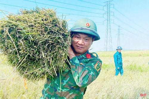 Trung tá Nguyễn Hữu Thản - Phó Chỉ huy trưởng Ban CHQS xã Cẩm Lạc cho biết: "Trong 2 ngày qua, đơn vị đã huy động được hơn 200 ngày công hỗ trợ bà con thu hoạch lúa bị đổ ngã. Thời gian tới, chúng tôi sẽ tiếp tục hỗ trợ bà con thu hoạch trước khi thời tiết diễn biến xấu hơn".