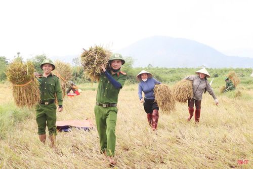 Sự chung sức của các lực lượng đã góp phần giúp bà con nhanh chóng thu hoạch diện tích lúa bị đổ ngã, hạn chế thấp nhất thiệt hại do thời tiết gây ra, để lại hình ảnh đẹp về tinh thần trách nhiệm và sự gắn bó với Nhân dân. Trong ảnh: Lực lượng vũ trang và các tổ chức hội, đoàn thể hỗ trợ người dân xã Kỳ Xuân thu hoạch lúa bị đổ ngã.