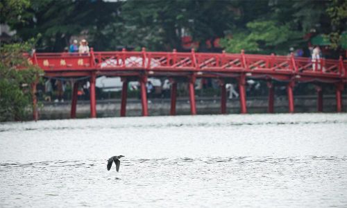  Cá thể chim bay thấp trên mặt Hồ Gươm, phía xa là cầu Thê Húc. 