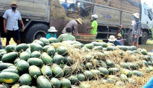 Xe tải của thương lái tới tận ruộng thu mua, vận chuyển dưa hấu