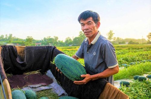 Người dân phấn khởi thu hoạch dưa